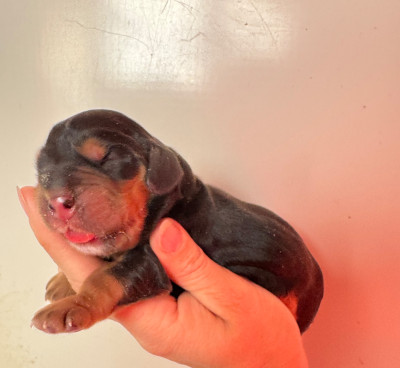 CHIOT 4