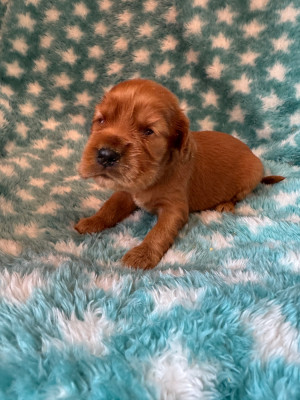CHIOT 2
