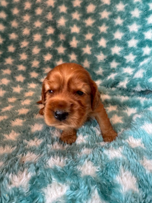 CHIOT 3