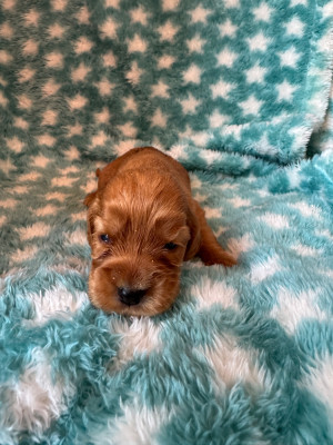 CHIOT 4