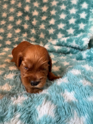 CHIOT 5