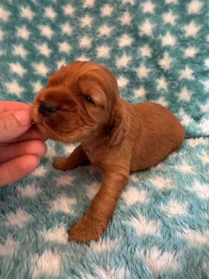 CHIOT 6