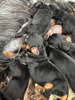 CHIOT 1