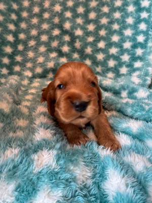 CHIOT 5