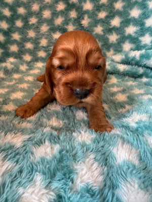 CHIOT 6