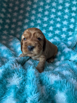CHIOT 3