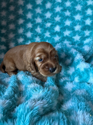 CHIOT 4