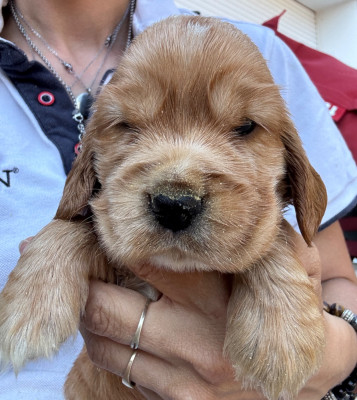 CHIOT 1