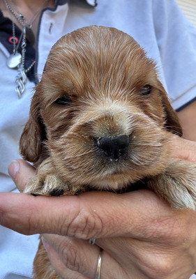 CHIOT 2