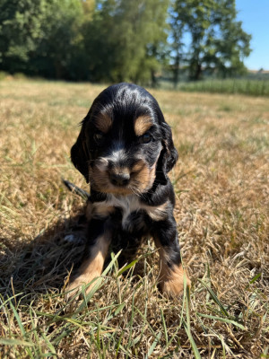 CHIOT 1