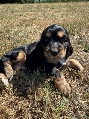 CHIOT 2