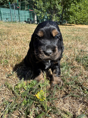 CHIOT 6