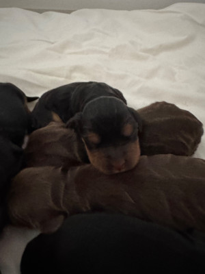 CHIOT 6 noir et feu
