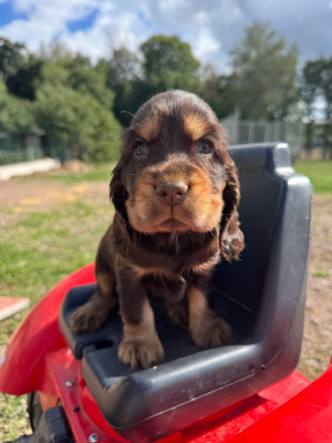 CHIOT 2 chocolat et feu