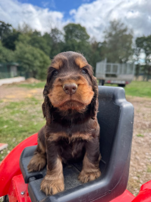 CHIOT 3 chocolat et feu