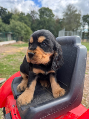 CHIOT 6 noir et feu