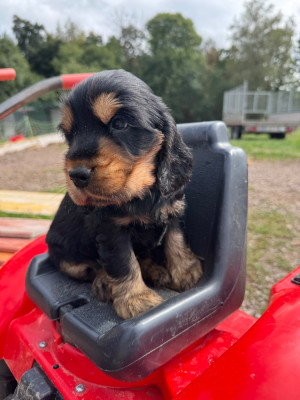 CHIOT 4