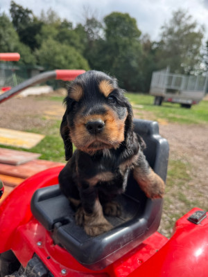 CHIOT 7 noir et feu