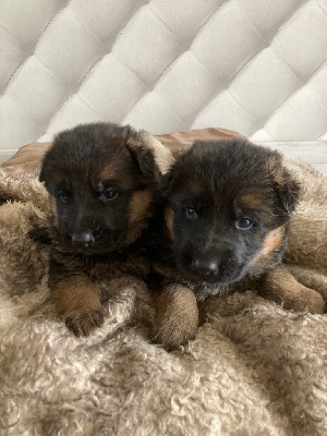 CHIOT 4