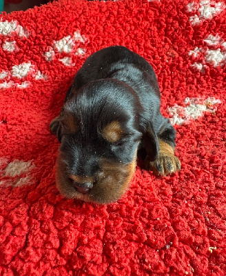CHIOT 1