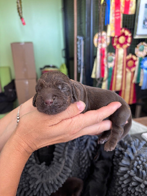 CHIOT