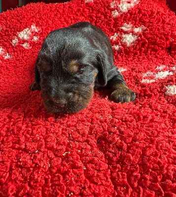CHIOT 2