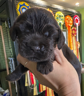 CHIOT