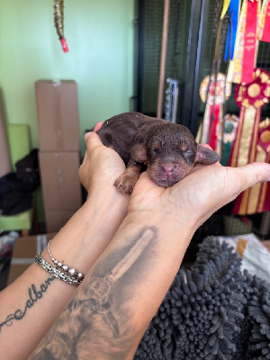 CHIOT