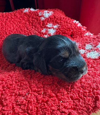CHIOT 4