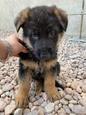 CHIOT 5