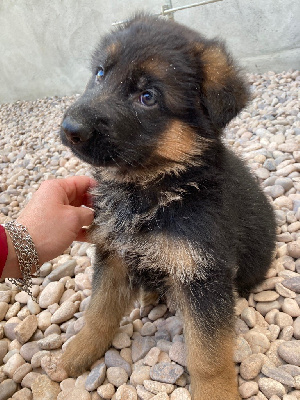 CHIOT 4