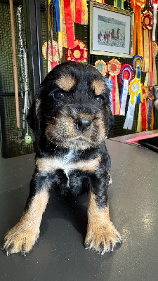 CHIOT 4