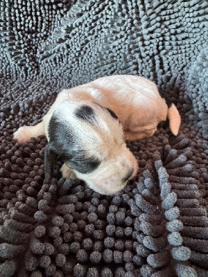 CHIOT