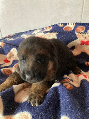 CHIOT 2