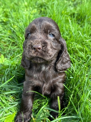 CHIOT