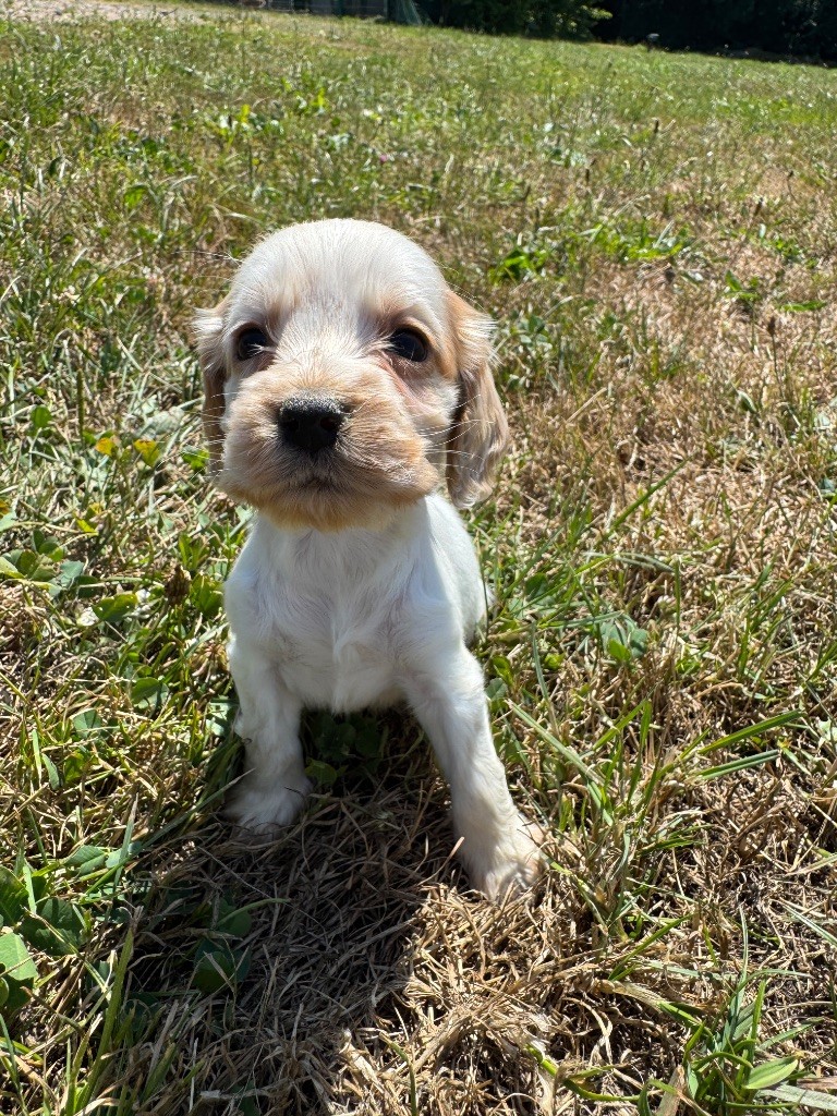 de la P'tite Mosellane - Chiots disponibles - Cocker Spaniel Anglais