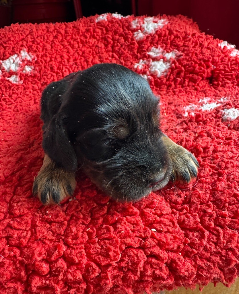 de la P'tite Mosellane - Chiots disponibles - Cocker Spaniel Anglais