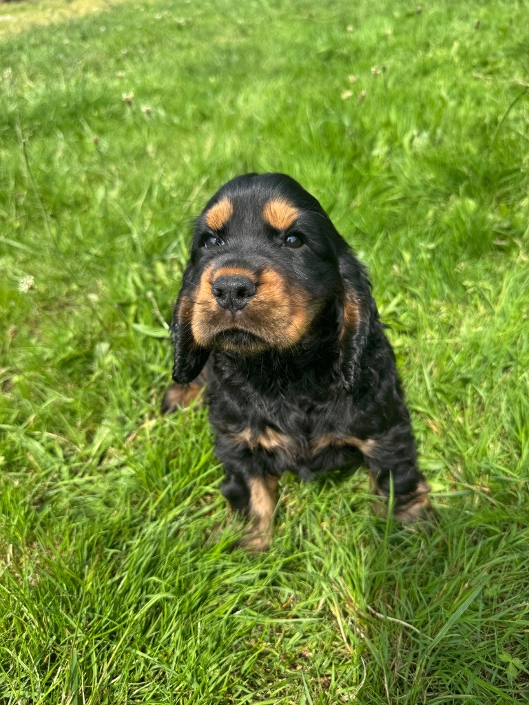 de la P'tite Mosellane - Chiots disponibles - Cocker Spaniel Anglais