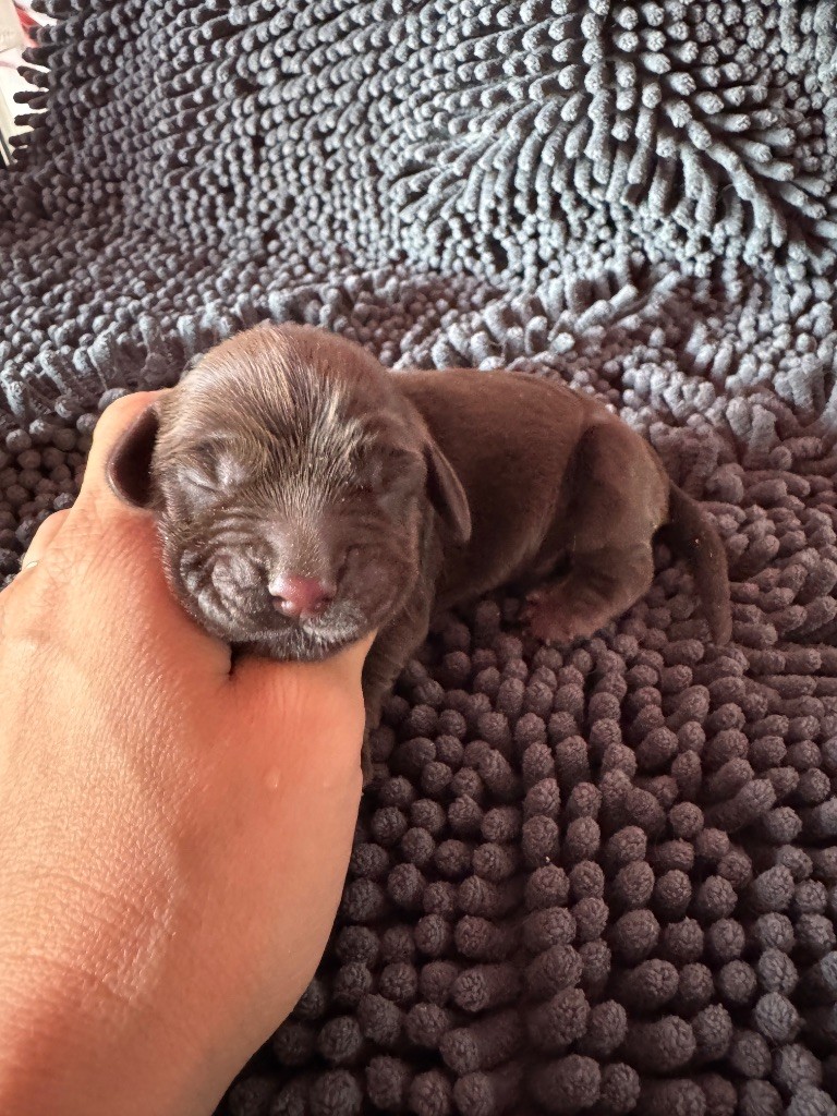 de la P'tite Mosellane - Chiots disponibles - Cocker Spaniel Anglais