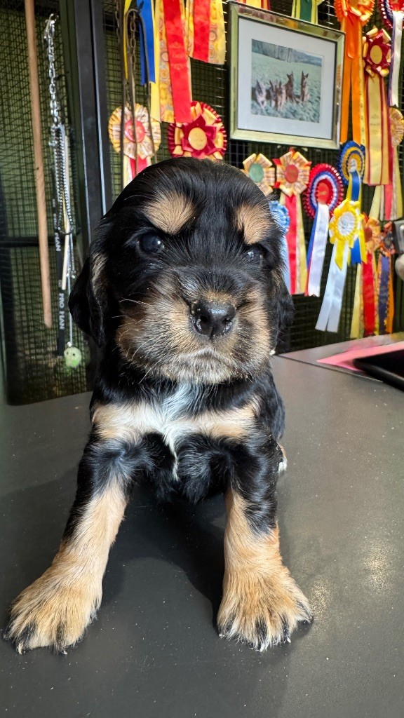 de la P'tite Mosellane - Chiots disponibles - Cocker Spaniel Anglais