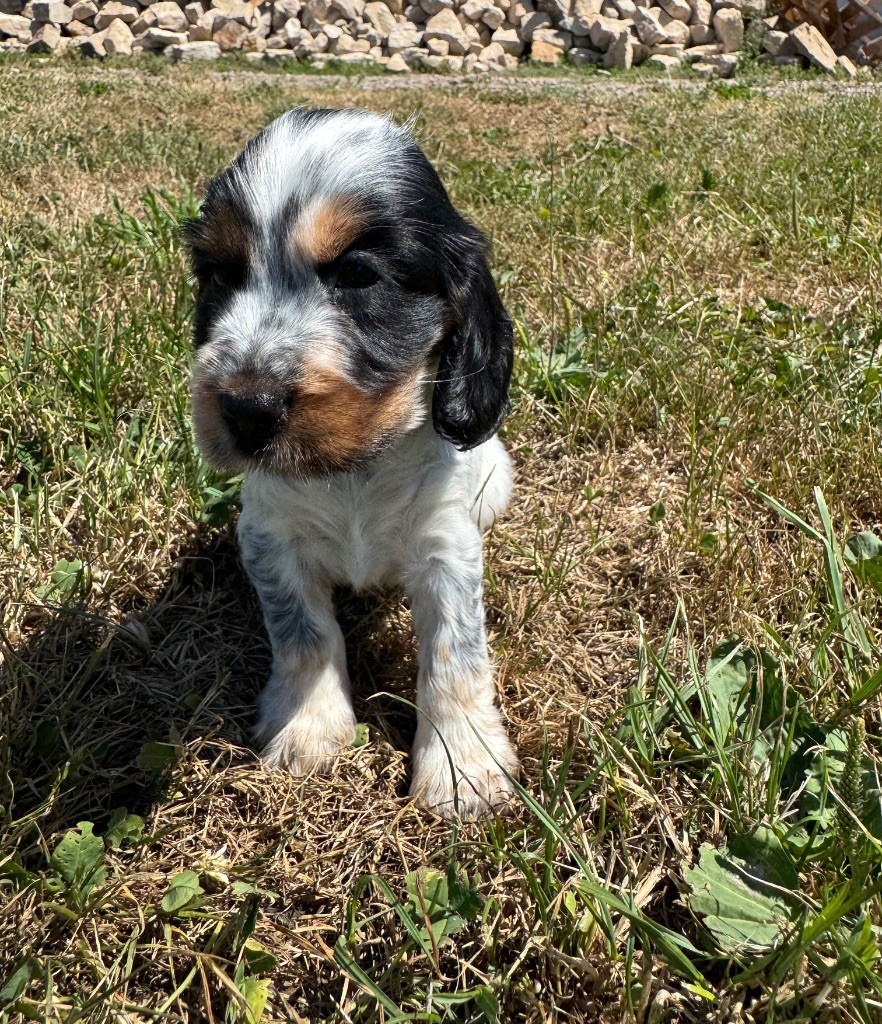 de la P'tite Mosellane - Chiots disponibles - Cocker Spaniel Anglais