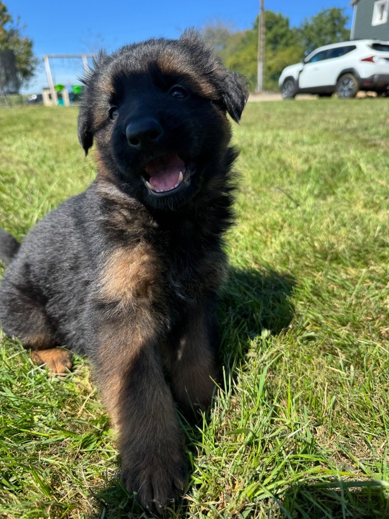 de la P'tite Mosellane - Chiots disponibles - Berger Allemand