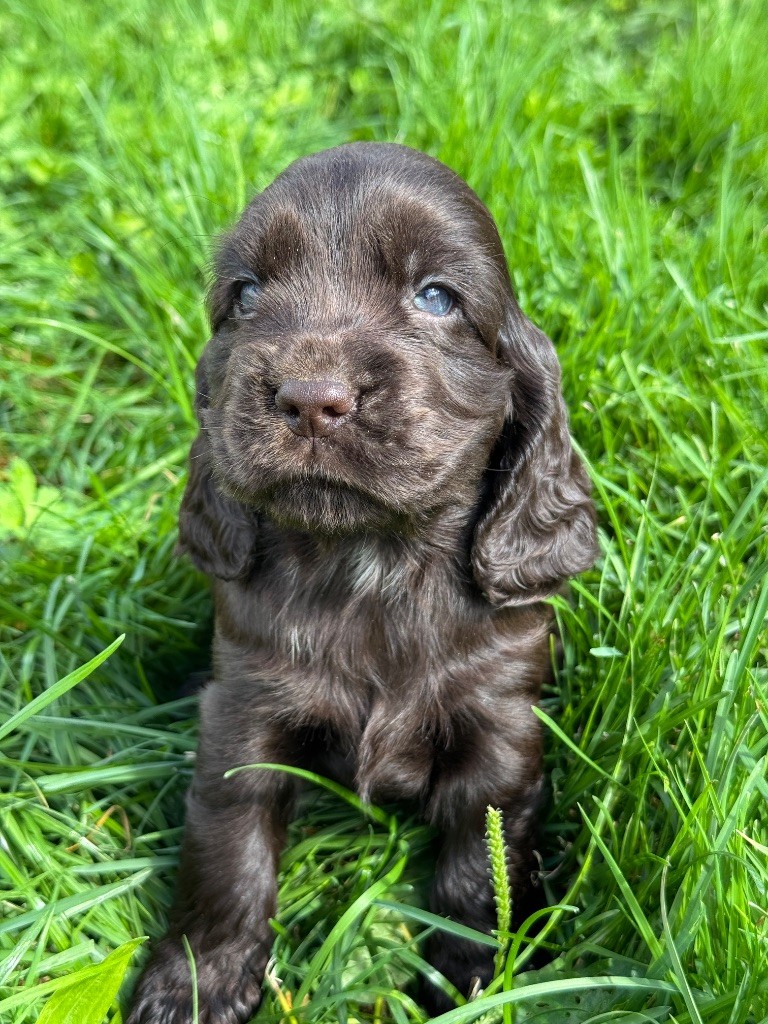 de la P'tite Mosellane - Chiots disponibles - Cocker Spaniel Anglais