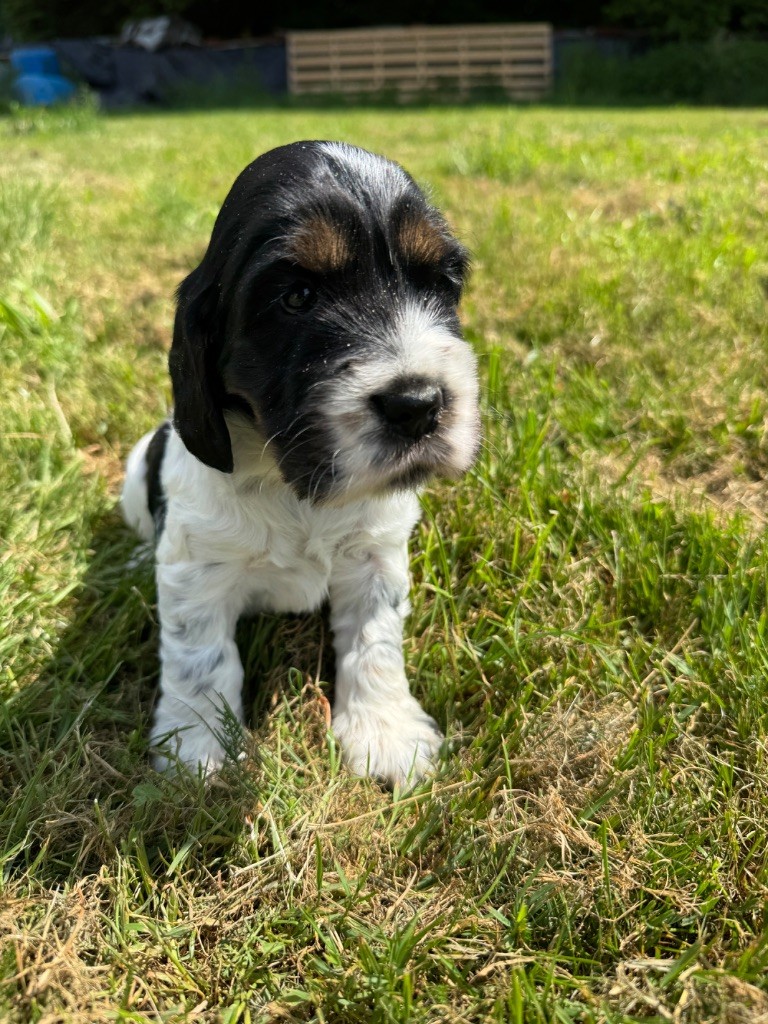 de la P'tite Mosellane - Chiots disponibles - Cocker Spaniel Anglais