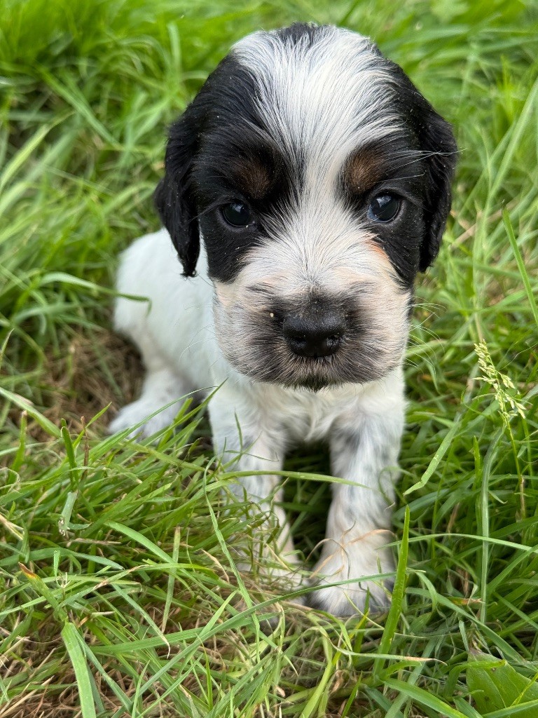 de la P'tite Mosellane - Chiots disponibles - Cocker Spaniel Anglais