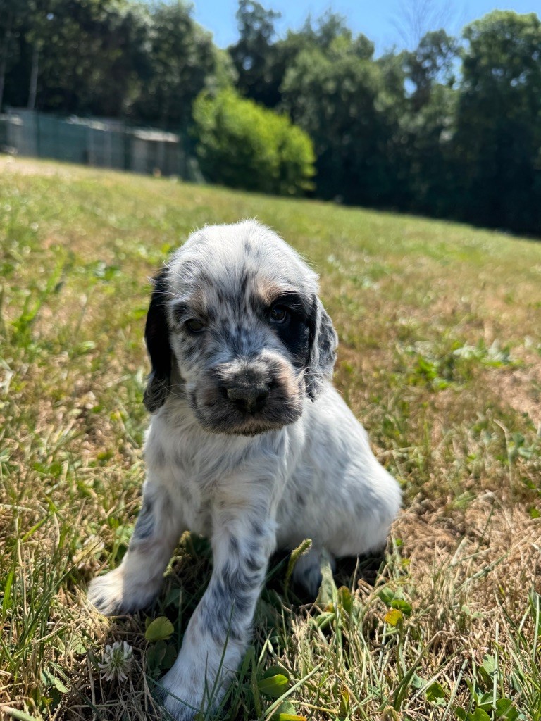 de la P'tite Mosellane - Chiots disponibles - Cocker Spaniel Anglais