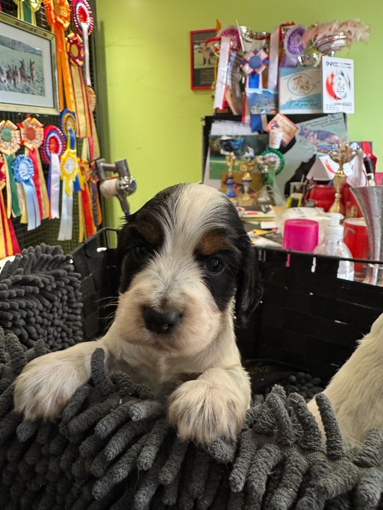 de la P'tite Mosellane - Chiots disponibles - Cocker Spaniel Anglais