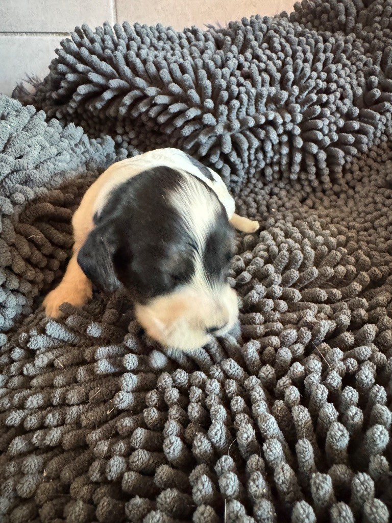 de la P'tite Mosellane - Chiots disponibles - Cocker Spaniel Anglais