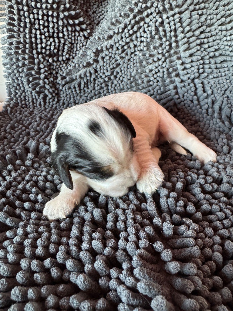 de la P'tite Mosellane - Chiots disponibles - Cocker Spaniel Anglais